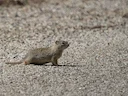 Idaho-grondseekat (Urocitellus brunneus), 5 of 5