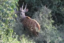 Bosbok (Bosbokram) (Tragelaphus scriptus scriptus), 2 of 2