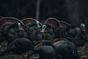 Tennessee Moves to Later Turkey Season, 2-Bird Bag Limit, No Fanning on Public Land
After extensive discussion and comment, the Tennessee Fish and Wildlife Commission app Tennessee Moves to Later Turkey Season, 2-Bird Bag Limit, No Fanning on Public Land
After extensive discussion and comment, the Tennessee Fish and Wildlife Commission app
