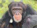 As the Central African market for bushmeat expands, great ape poaching is now reaching crisis point, with over 3,000 apes illegally killed or stolen from the wild each ye