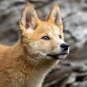 Australian Rangers to Cull Aggressive Dingo Pack After Death of a Canadian Backpacker 

Australian authorities have confirmed the euthanization of a 10‑animal dingo pack 