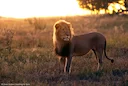  Hunting in Bubye Valley, Zimbabwe: Explore the Local Wildlife and Hunting Seasons of the Area

Bubye Valley, located in the southern part of Zimbabwe, is a premier desti
