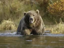 Bruinbeer (Ursus arctos), 11 of 14