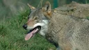 1ste wolf geschoten in Oostenrijk

In Oberösterreich (Opper-Oostenrijk), een deelstaat van Oostenrijk met als hoofdstad Linz, is in de nacht van dinsdag op woensdag de ee