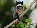 Swartkenkeiser-tamandoe (Saguinus imperator), 1 of 5