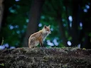 Rooibos (Vulpes vulpes), 9 of 11