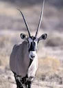 Oryx Hunting in Africa: A Comprehensive Guide for the Discerning Hunter

The Oryx.  A creature synonymous with the vast, arid landscapes of Africa.  Its striking markings