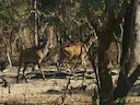 Reuselandsbok (Taurotragus derbianus), 4 of 6