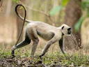 Bengaalse heilige langur (Semnopithecus entellus), 3 of 5