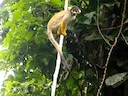 Boliviaanse eekhornaap (Saimiri boliviensis), 2 of 4
