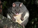 Bergborststertpossum Bergborststertpossum