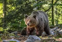 Bruinbeer (Eurase bruinbeer) (Ursus arctos arctos), 1 of 3