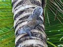 Yucatán-seekatjie (Sciurus yucatanensis), 3 of 3