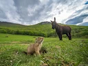 Europese grondseekat Europese grondseekat