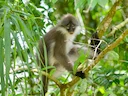 Witdy-surili (Presbytis siamensis), 1 of 4