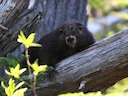 Alpemarmot