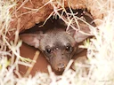 Suider-aardwolf (Proteles cristatus), 2 of 5