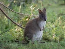 Rooinekpademelon (Thylogale thetis), 4 of 4