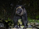 Bruinbeer (Ursus arctos), 5 of 14