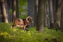 European moufflon (Ovis gmelini musimon)
Czechia - 2023/2022
Canon gear
ISO 1000 - 4000;  5,6 - 6,3; 1/500 - 1/1000