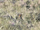 Kroonduiker (Sylvicapra grimmia), 2 of 3