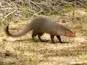 Rooimangoes (Urva smithii), 1 of 4