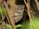 Peleng-tarsier (Tarsius pelengensis), 4 of 5