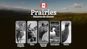 Saison de chasse dans les PRAIRIES canadiennes: dates, réglementations et stratégies locales

Les Prairies canadiennes, comprenant les provinces du Manitoba, de la Saskat