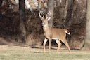 Witstertree (Witstertbok) (Odocoileus virginianus), 4 of 4
