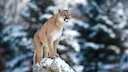 MTFWP removes mountain lions from Wild Horse Island State Park

Three adult mountain lions were recently removed from Wild Horse Island State Park in Montana. The decisio