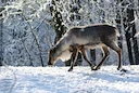 La chasse au LABRADOR: Caractéristiques géographiques, saisons de chasse et espèces locales

Le Labrador, situé dans la province de Terre-Neuve-et-Labrador au Canada, est
