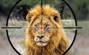 Trophy hunting: Import ban
While the tourist season is in full swing, animal welfare NGOs around the globe call for a ban on hunting trophy imports. Special attention is Trophy hunting: Import ban
While the tourist season is in full swing, animal welfare NGOs around the globe call for a ban on hunting trophy imports. Special attention is