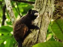 Spix se snorbaard-tamaryn (Saguinus mystax), 4 of 5