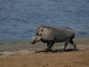 Common Warthog (Phacochoerus africanus), 2 of 4