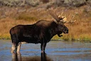 Briedis yra didžiausias elnių genties atstovas. Jo svoris gali siekti iki 600 kilogramų, kūno ilgis apie 3 metrus, ūgis – 2,3 metro. Briedžio buveinė yra miškas, rečiau g