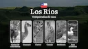 Fechas de caza en La Región de Los Ríos, Chile:normas y plazos de caza, especies protegidas y restricciones legales, una licencia de caza

Normas y plazos de caza en la R