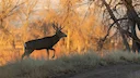 Montana FWP confirms CWD in HD 405

Chronic wasting disease (CWD) has spread to Montana’s hunting district 405. Last week, Montana Fish, Wildlife and Parks (FWP) confirme
