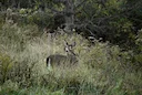 Parks Canada Proposes Deer Cull on Historic Grosse-Île, Sparking Animal Welfare Debate 

Parks Canada is proposing to cull dozens of white‑tailed deer on Grosse‑Île, a st