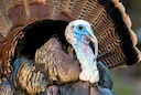 Pennsylvania Turkey Hunting 2026: Population Rebounds After Lean Years – What Hunters Need to Know
After several lean years that left many turkey hunters frustrated, Pen Pennsylvania Turkey Hunting 2026: Population Rebounds After Lean Years – What Hunters Need to Know
After several lean years that left many turkey hunters frustrated, Pen