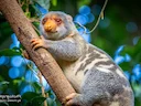 Australiese gevlekte koeskoes (Spilocuscus nudicaudatus), 4 of 5