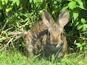 Moeraskonyn (Sylvilagus aquaticus), 3 of 4