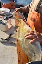 New South Carolina Red Drum Fishing Rules 2026: July 1 Redfish Bag & Slot Limits Explained

If you’ve been running your skiff out of Charleston, Georgetown, or anywhere a