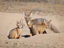 Kitvos (Vulpes macrotis), 5 of 7