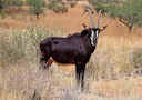 Hunting in Moxico, Angola: Wildlife, Hunting Methods,  Landscape, Cultural Insights, Traditions and Associations 

The vast and untamed wilderness of Moxico, Angola, offe