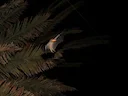 Egiptiese grotvlermuis (Rousettus aegyptiacus), 2 of 4