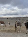 Sahara Desert & Coastal Bird Hunting in Morocco 2025: Game, Regions, Strategy

Morocco’s hunting potential goes far beyond the Atlas Mountains. The Sahara Desert and coas