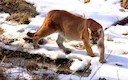 Puma (Koegoea)