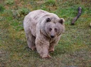 Bruinbeer (Sirië bruinbeer) Bruinbeer (Sirië bruinbeer)