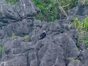 Cat Ba-langur (Trachypithecus poliocephalus), 2 of 2