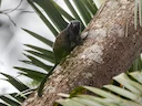 Swart-hand-tamarijn (Saguinus niger), 3 of 5